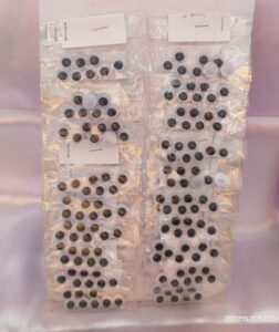 Craft Plastic eyes big